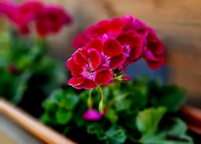 Dom wakacyjny Smołdzińskie Zacisze